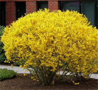 Форзиция Голдзаубер (Goldzauber) 3818