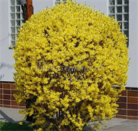 Форзиция Норзен Сан (Northen Sun) 3819