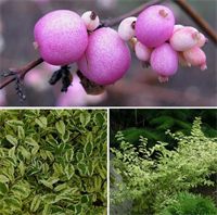 Снежноягодник Фолиис Вариегатис (Foliis Variegatis) 3820