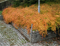 Стефанандра Криспа (Stephanandra incisa Crispa) 3823