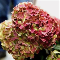 Гортензия Граффити (Graffiti) 3826