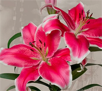 Лилия Эль Капитан (El Capitan) ОТ-гибрид 12 - 14 3827