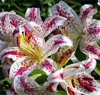 Лилия Солюшн (Solution) Восточный гибрид 12 - 14 3830