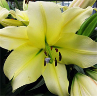 Лилия Биг Бразер (Big Brother) ОТ-гибрид 12 - 14 3831