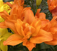 Лилия Дьюс (Deuce) ЛА-гибрид 12 - 14 3832