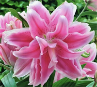 Лилия Сальво (Salvo) Восточный гибрид 12 - 14 3833