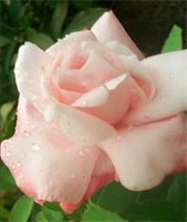 Роза Утро Москвы (Utro Moskvy) 3699