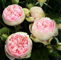 Роза Чарминг Пиано (Charming Piano) 3401