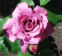 Роза Россион (Rossion) 3690