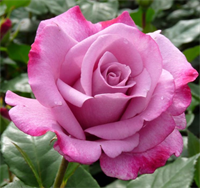 Роза Муди Блюз (Moody Blues) 3681