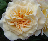 Роза Мисс Файн (Miss Fine) 3843