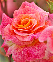 Роза Мишель Серро (Michel Serrault) 3406