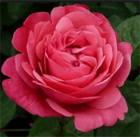 Роза Антон Чехов (Anton Tchekhov) 3719