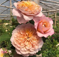 Роза Мияби Ча (Miyabi Cha) 3838