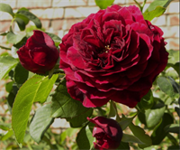 Роза Зе Принц (The Prince) 3662