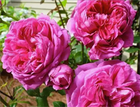 Роза Янг Люсидас (Young Lycidas) 3685