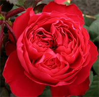 Роза Травиата (Traviata) 3867