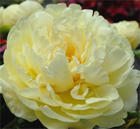 Пион Лемон Шифон (Lemon Chiffon) 3925