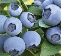 Голубика Бригитта Блю (Brigitta Blue) 3932