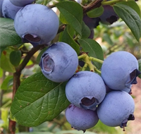 Голубика Блюголд (Bluegold) 3934