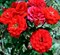 Роза Ред Микадо (Red Mikado) 3136
