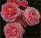 Роза Коралл Желе (Corail gelee) 3622