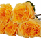 Роза Оранж Рива (Orange Reeva) 3880