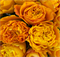 Роза Оранж Рива (Orange Reeva) 3880