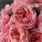 Роза Пинк Экспрешн (Pink Expression) 3886