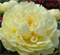 Пион Лемон Шифон (Lemon Chiffon) 3925